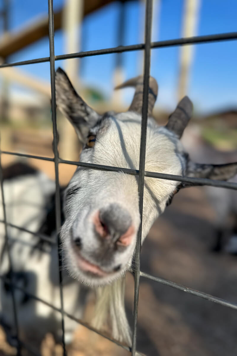 A white and block spotted goat trying to stick it's head through a metal gate