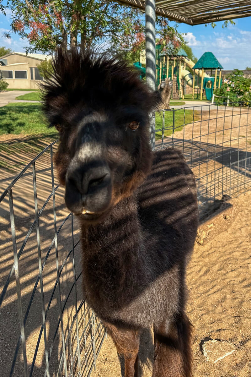 A black alpaca looking at the camera with a stylish tuft of hair sticking up