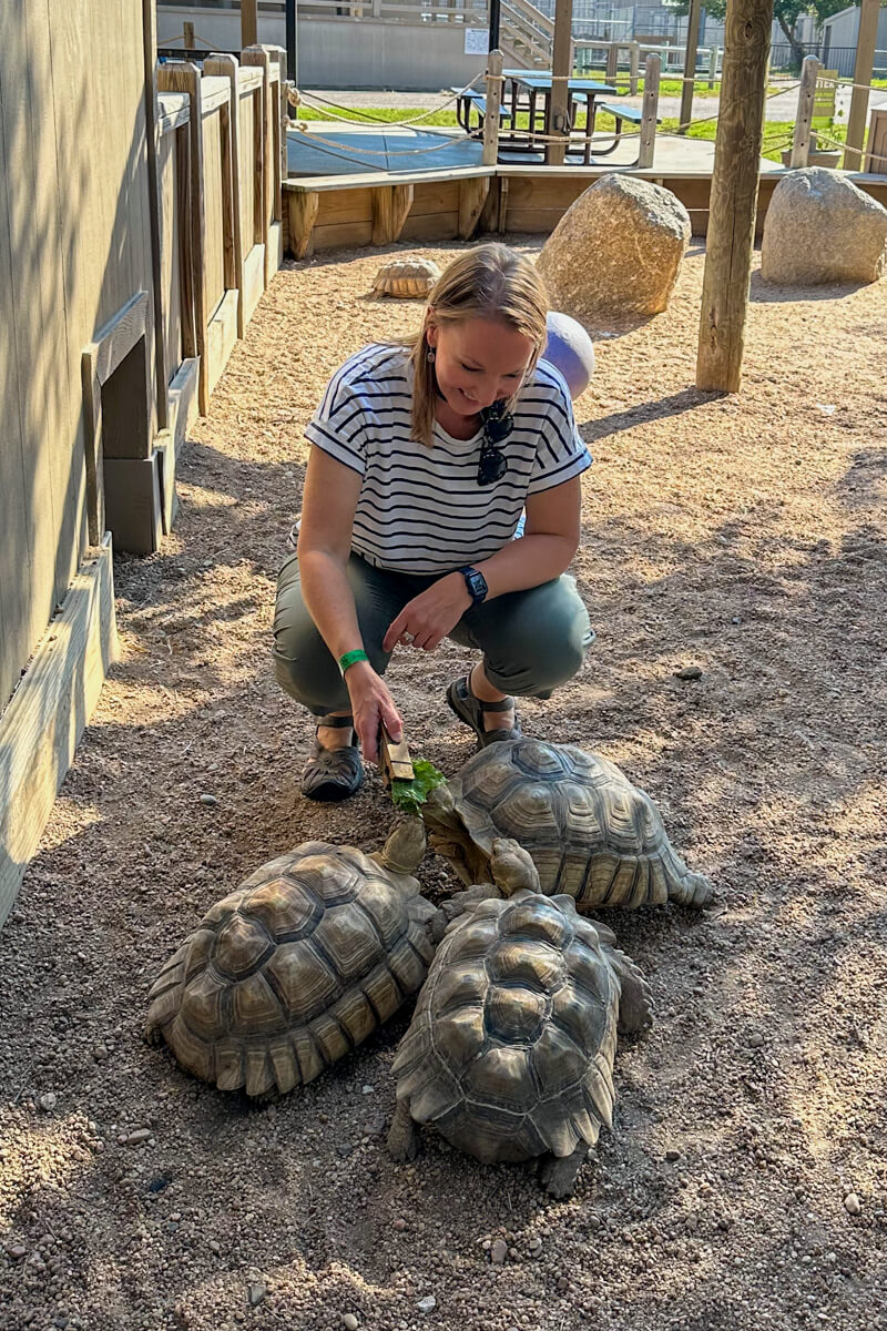 Woman bending down to feed the three tortoises lettuce with a wooden clip