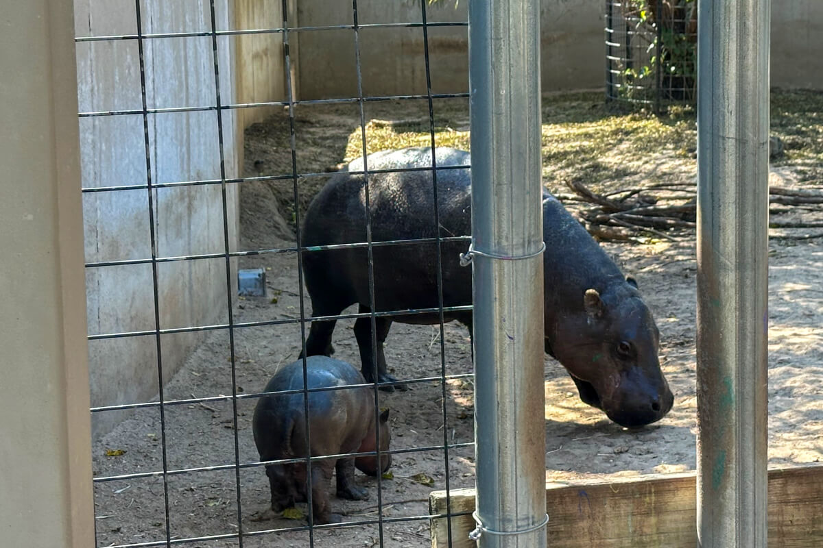 Mom and baby Mars, pygmy hippos in their habitat