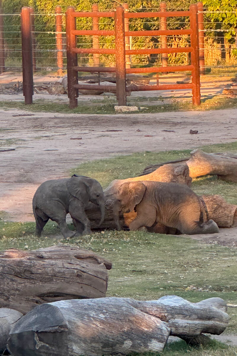 Two baby elephants playing by a log