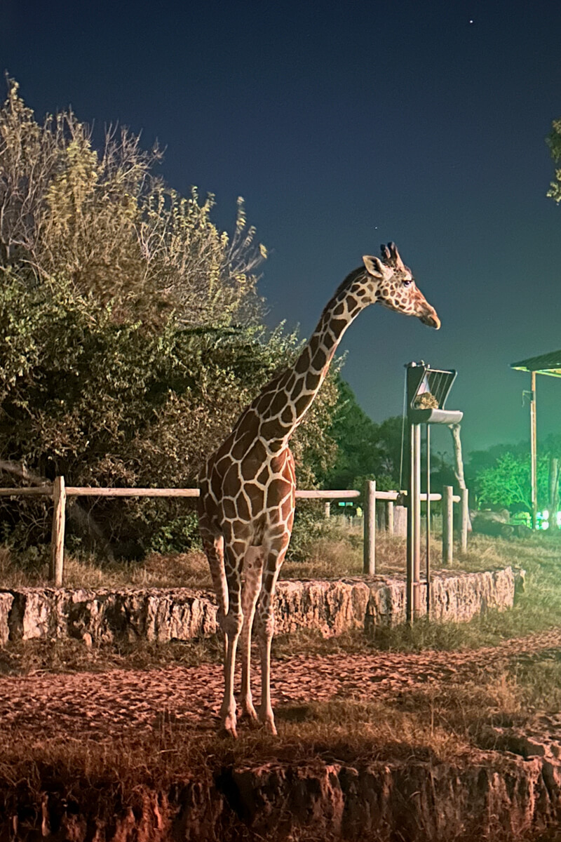 A night picture of a giraffe