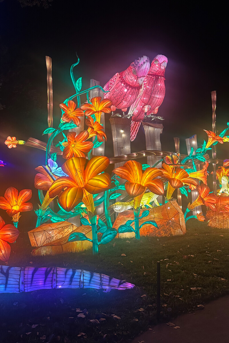 Colorful floral light display at the Sedgewick County Zoo