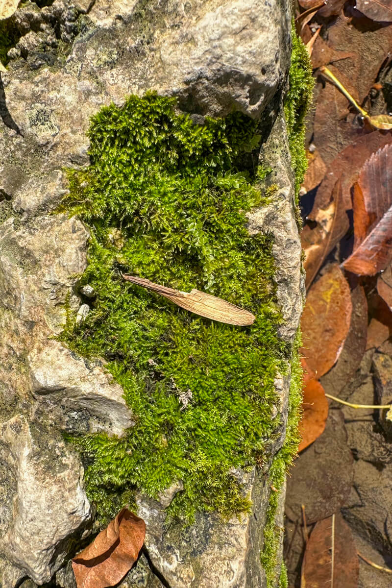 Looking down on a rock with green moss and a tan leaf next to water with fall colored leaves