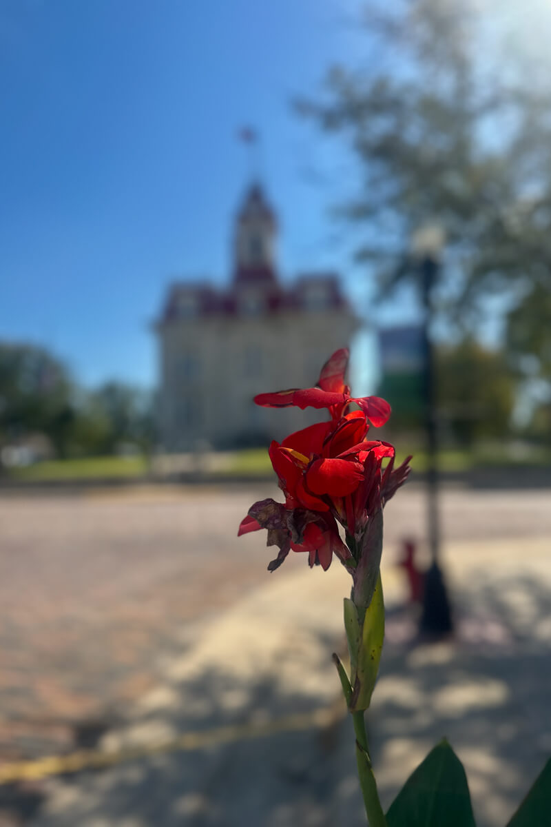 Front view of a red flower with the Cottonwood Falls Courthouse blurred in the background