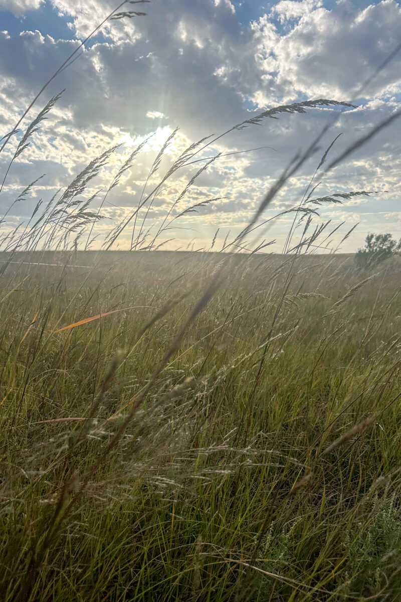Puffy white clouds with the sun shining through to the tall prairie grasses