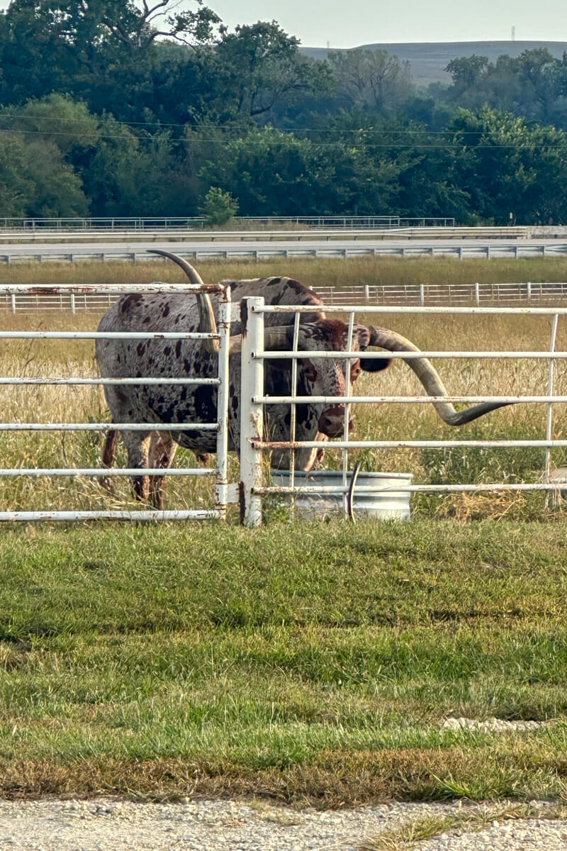 A large bull behind a metal fence with two large horns