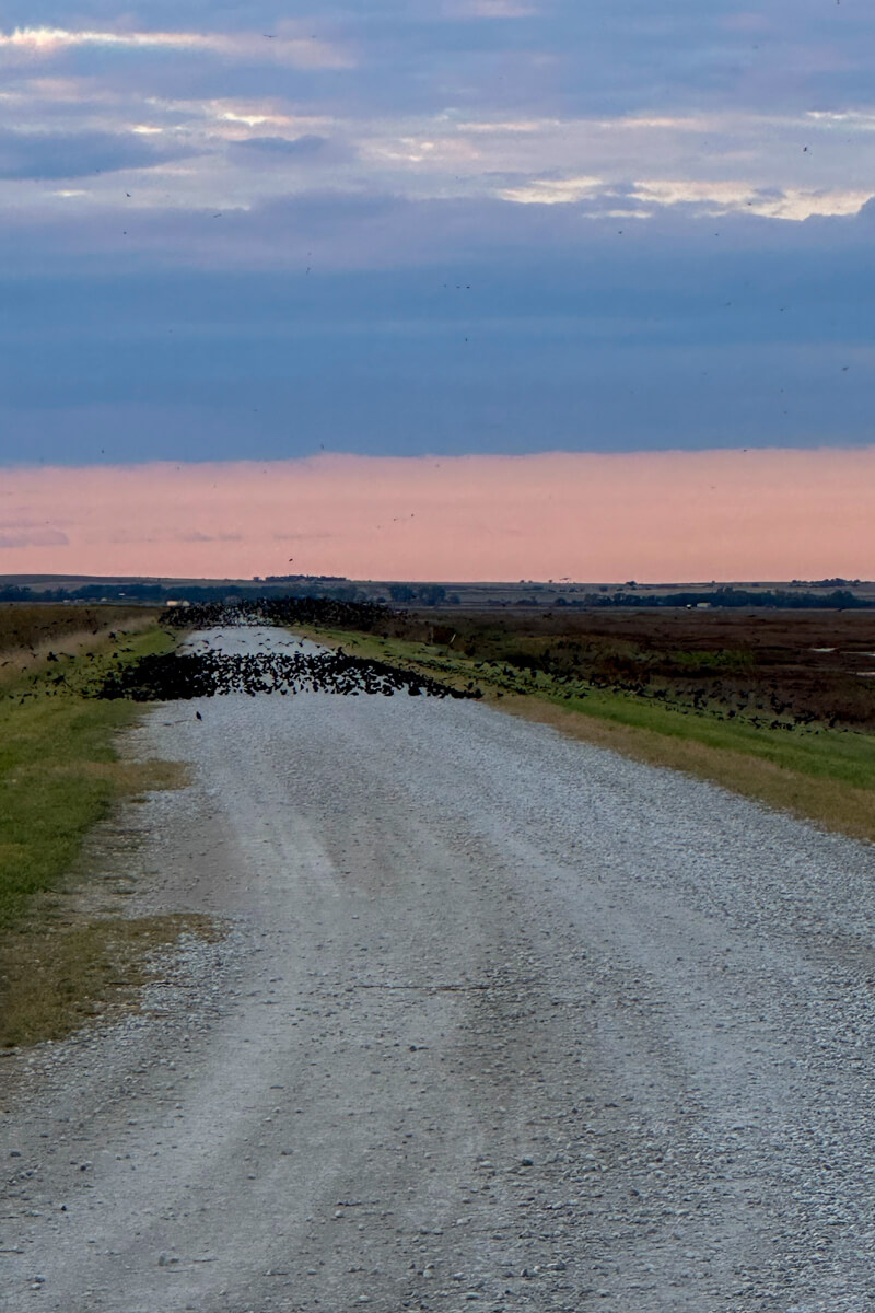 A dirt road at sunset with a grouping of birds sitting together in the middle